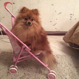 �������, ������, 60 ���