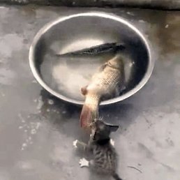 ���� �����, �����������, 53 ���� - ��������� 8 ������� 2024