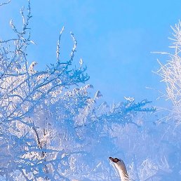 ���������, �������, 31 ���