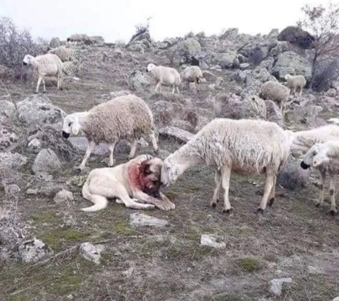 В США кавказская овчарка по кличке Каспер, работая пастушьей собакой, отважно защитила стадо овец, ...