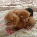  , -, 41  -  15  2025