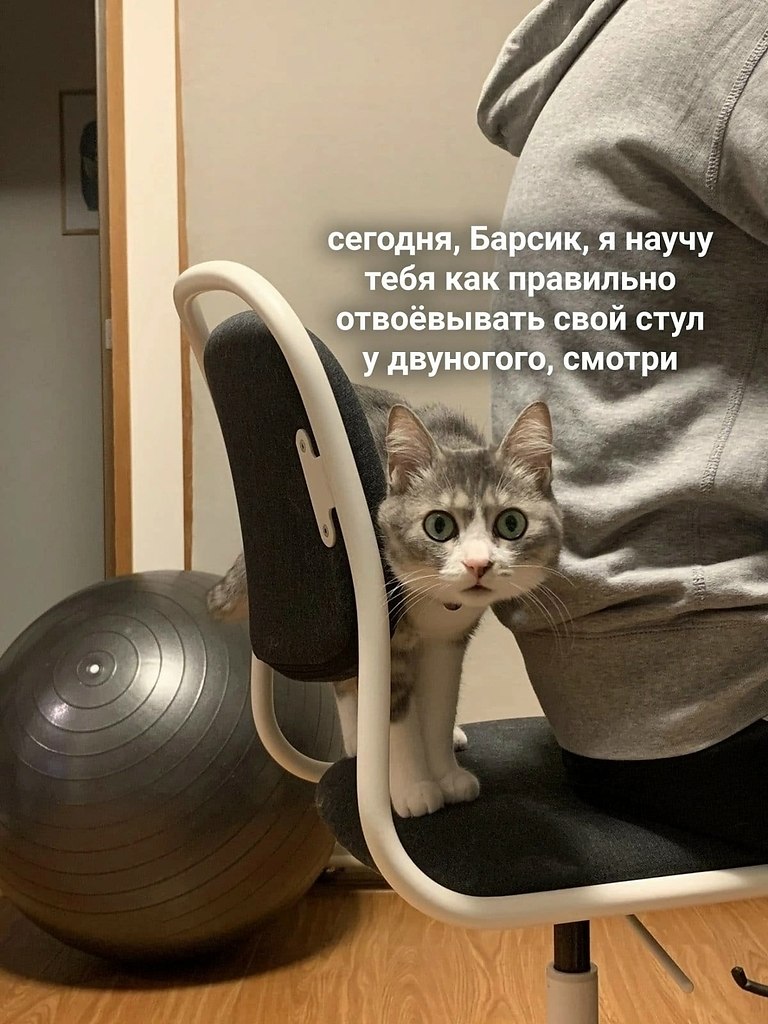 Мой я сказала)