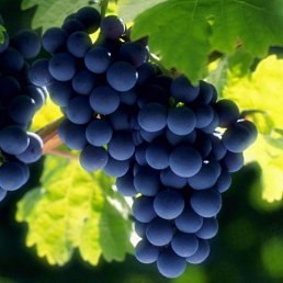 �����, �����-��������, 55 ���