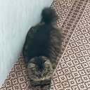���� ��������� (�� ��������), ������ - ��������� 12 ������ 2025 � ������ ���� ��������