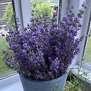 ���� Nadezhda, ������, 62 ���� - ��������� 4 ������� 2025 � ������ ���� ����������