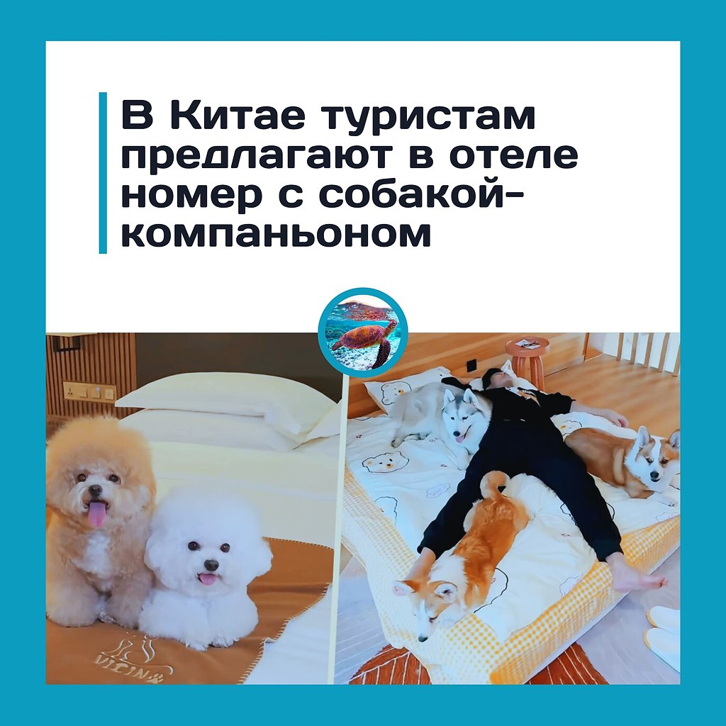 Отель в Ухане сдает номера вместе с собаками.В китайском городе Ухань отель Biguiyuan Phoenix Hotel ...