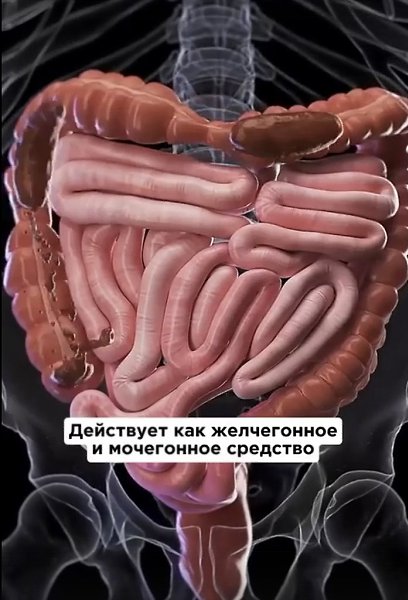 Семена тыквы обладают высокой эффективностью, сопоставимой с современными синтетическими ... - 2