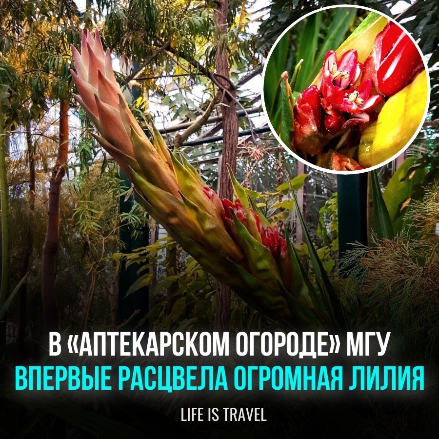      Doryanthes palmeri    1950- . ...