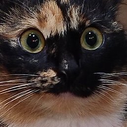 ��������, �����������, 48 ���