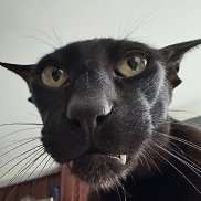 Yusuf, 21 ���, ������