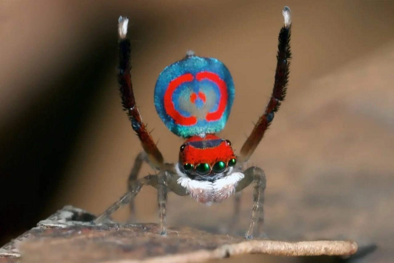 MARATUS SPLENDENS: -   13G.   Maratus splendens,  ...