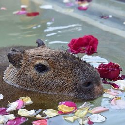 ���������, ��������, 21 ���