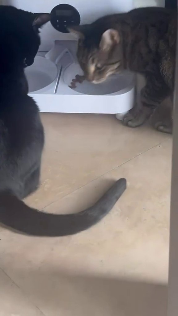 �������� ��� � �������� �������������)