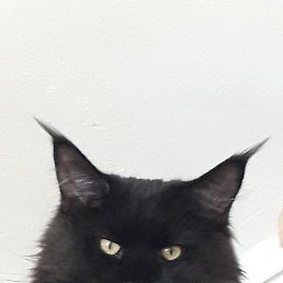 ����, ���������, 50 ���