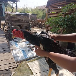 Ahmad Junaedi, ��������, 28 ���