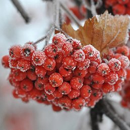 �������, ������ ��������, 65 ���