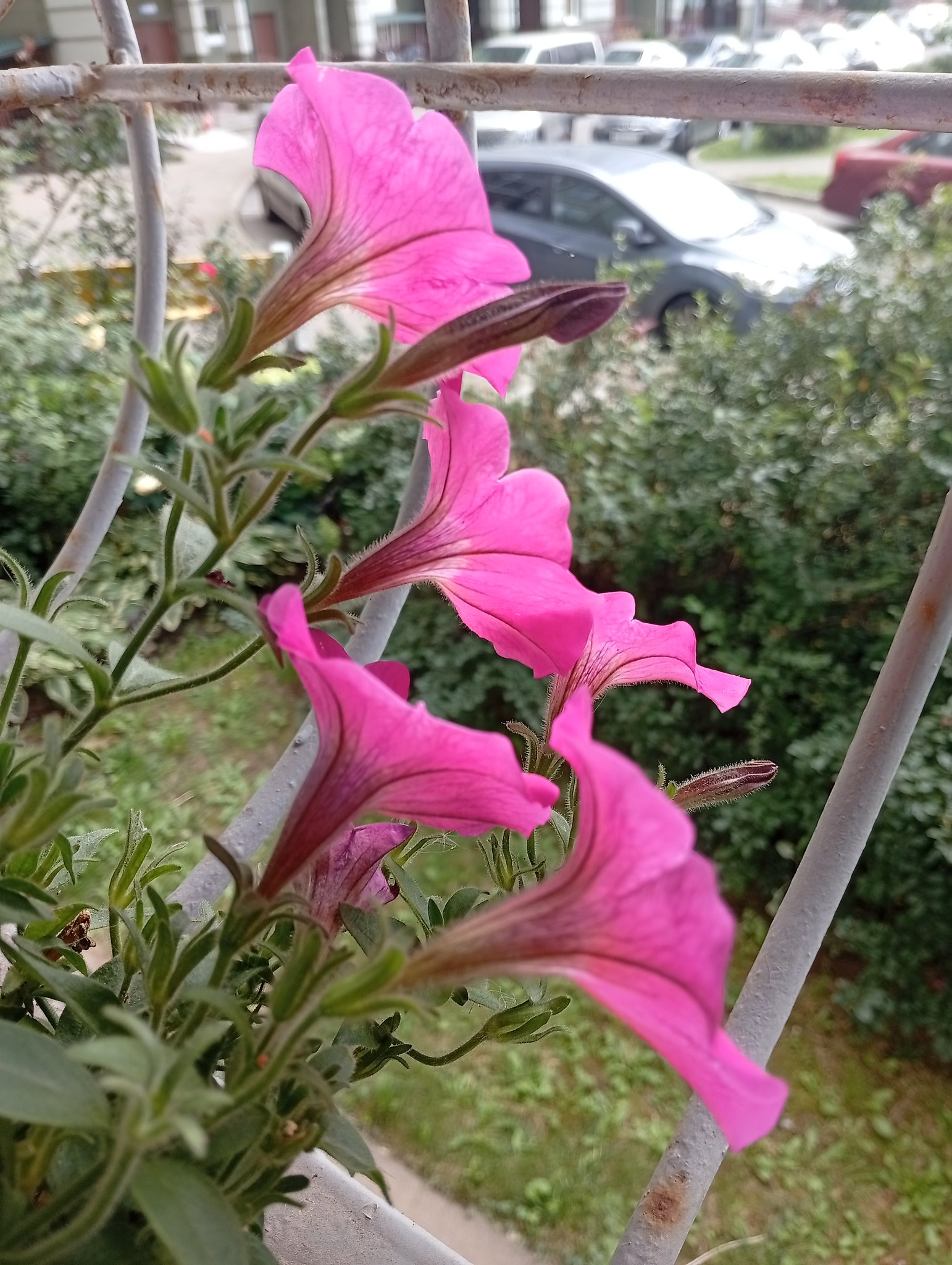 Diva - 7  2025  15:38 - 2