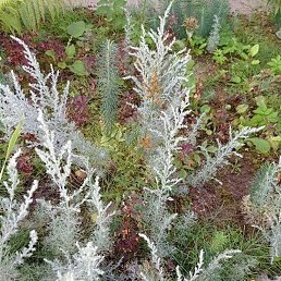 ������, �����, 46 ���