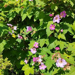 �������, �����-���������, 72 ����