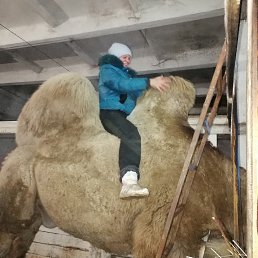 , 55, 