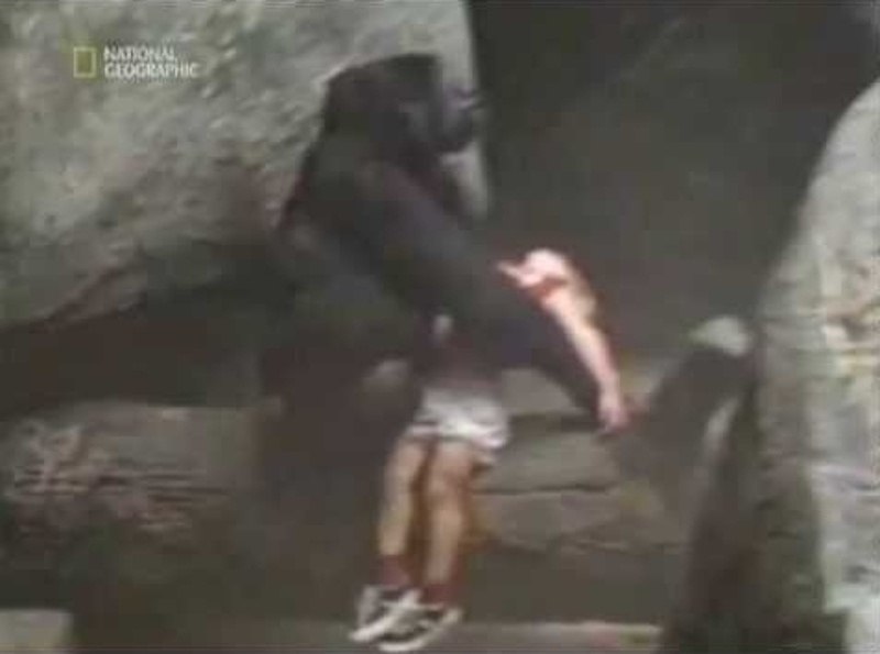 Нападение рассказ. В 1996 году мальчик упал в вольер гориллы зоопарке Брукфилд. Зоопарк Брукфилд 1996 горилла. Мальчик упал к горилле в зоопарке.