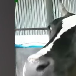 Sam, ����������, 25 ���