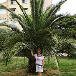 , 53, 