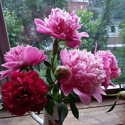 �������, ������������, 30 ���