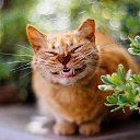 ���� Leon, ������ - ��������� 12 ������ 2025 � ������ ������ ��������