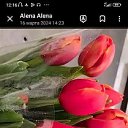  Alena, , 45  -  21  2024    