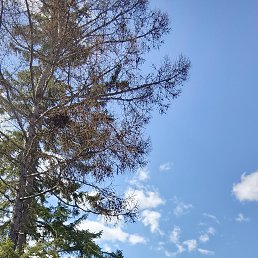 , 33 , 