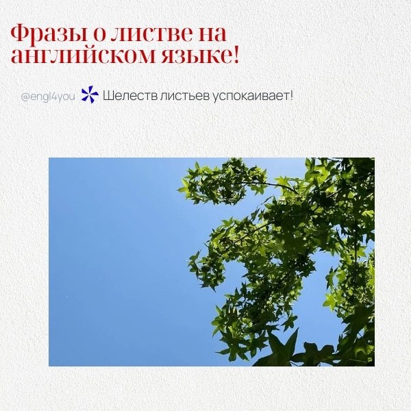        : 1. The leaves are turning vibrant shades of red and ...