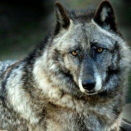 � � �, ������, 37 ���