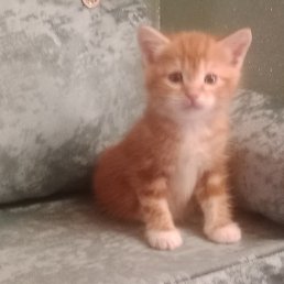 ��������, �����-���������, 64 ����