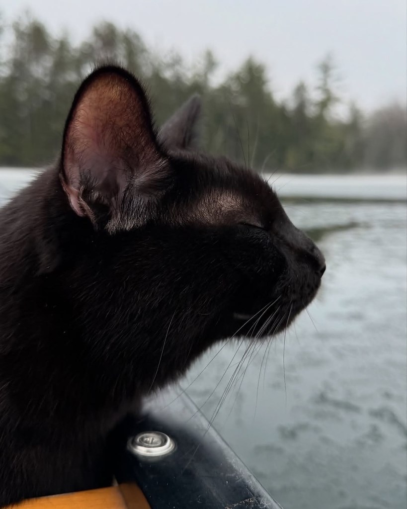 Человек берёт своих чёрных котеев с собой на рассветную рыбалку и делает какие-то невероятно ... - 2