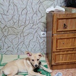 �����, ����, 36 ���