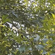 �����, 38 ���, ������