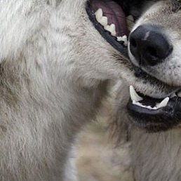 A, ������, 55 ���