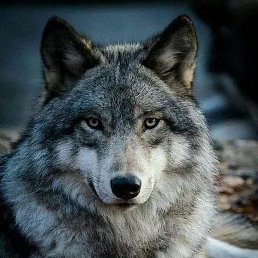 ���� ������, ������, 52 ����