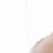 �������, 49 ���, ����