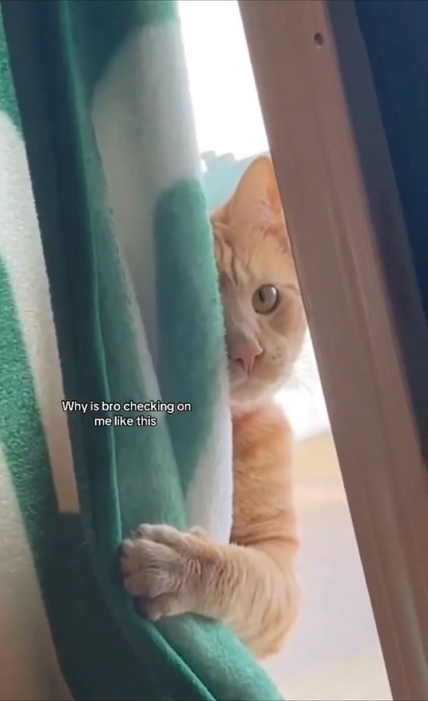 o-o: o e o  oa  ce a .e cae o  acoo pao oe: 