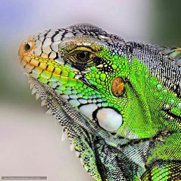 ����, �����������, 41 ���