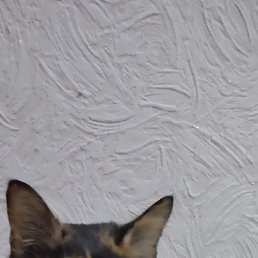 ������, ������, 45 ���