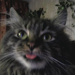 ������, �����-���������