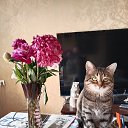 ���� ������, ������, 41 ��� - ��������� 7 ������� 2025 � ������ ������ ��������
