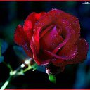 ���� ������, �����, 30 ��� - ��������� 27 ������� 2024 � ������ ���� ����������