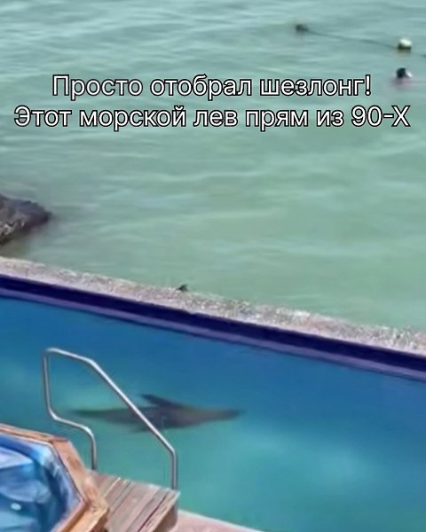 Морскому льву тоже нужен отдых, сегодня он выбрал бассейн и шезлонги.Ему абсолютно все равно, какие ...