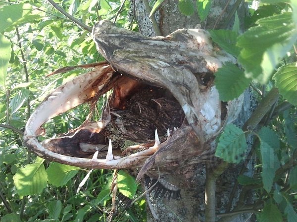 Дикая природа пугает.Щука, вероятно, в погоне за добычей выпрыгнула из воды и застряла между ветвями ...