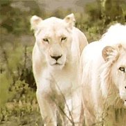 ���, 60 ���, ������