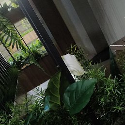 �����, ���������, 54 ����